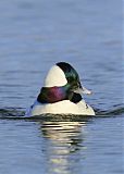 Bufflehead